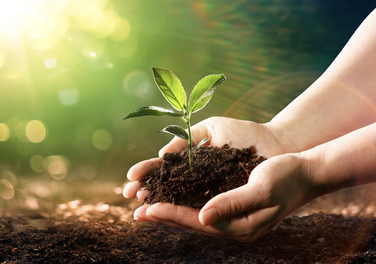 PURE ONE Partners With Global Reforestation Charity Evertreen